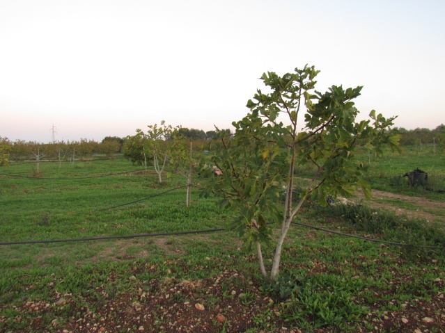 Albero di fico  - fiorone della varietà Domenico Tauro